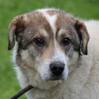 Pilar - verschmust u. sehr lieb, Hund zur Adoption
