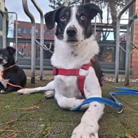 Gustav sucht sein Für-immer Zuhause, Hund zur Adoption