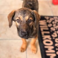 Bella ucht ihr Für-immer-Zuhause!, Hündin zur Adoption