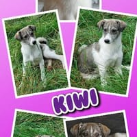 junges lustiges Hundemädchen Kiwi auf PS 91278, Hündin zur Adoption