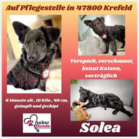 Solea  sucht ihr Zuhause, Hündin zur Adoption