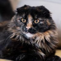 STEFANIE - verschmuste Schönheit sucht ihr Zuhause, Katze zur Adoption
