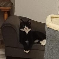 Pirat Loo sucht passendes Plätzchen, Kater zur Adoption