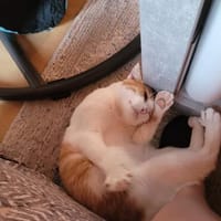 Kuscheliger Lord sucht sein Kuschelkörbchen, Kater zur Adoption