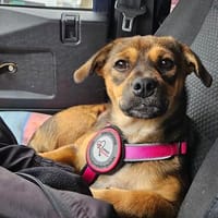 Lara sucht ihr Für-immer-Zuhause!, Hündin zur Adoption