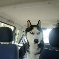 Argo, Hund zur Adoption
