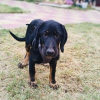 Georgi ein zauberhaftes Kerlchen, Hund zur Adoption