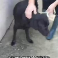 Stefan, Hund zur Adoption