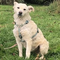 Gisela - klug, unerschrocken, loyal, anhänglich, Hündin zur Adoption