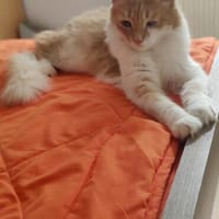 MARGOSHA & AIRIS suchen gemeinsam ihr Zuhause, Katze zur Adoption