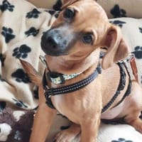 Nikita - fröhlich und verspielt, Hündin zur Adoption