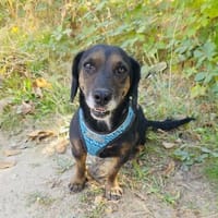 Venni ein Dackel Mix Mädchen, Hündin zur Adoption