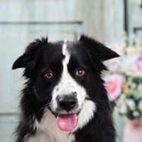 ARKANI - ich liebe doch die menschliche Nähe über alles, Hund zur Adoption