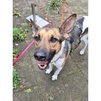 Nio - wartet in 67663 Kaiserslautern, Hund zur Adoption