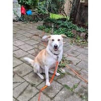 Butzi - wartet in 67663 Kaiserslautern, Hund zur Adoption