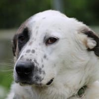 Cedy - großer, lieber Schmusebär, Hund zur Adoption
