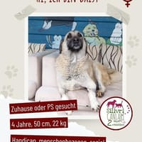 Wundervolle Daisy sucht ein liebevolles Zuhause oder eine, Hündin zur Adoption