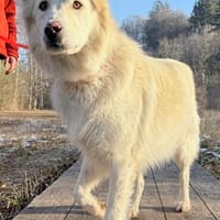 Knut sucht seinen Deckel/ in 82284, Hund zur Adoption