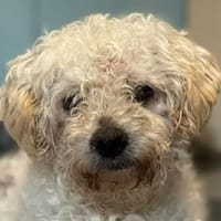 MOGLI-liebenswerter Pudel-Senior-Rüde, 45 cm, Hund zur Adoption