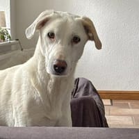 Desdemona sucht ihr eigenes Zuhause, Hündin zur Adoption
