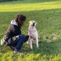 Giada, Hündin zur Adoption