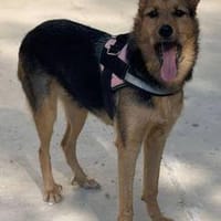 Vera auf PS in Unterkirnach, Hündin zur Adoption
