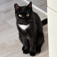 Orion, verspielter Herzenskater, ca. 1 Jahr, Kater zur Adoption