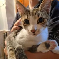 Peti, verspielter Schmusetiger, ca. 1 Jahr, Kater zur Adoption