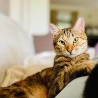 Seeds, soziales Seelenkätzchen, ca. 1 Jahr, Katze zur Adoption