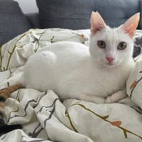 Prada, fröhliches Tricolour-Mädchen, ca. 1 Jahr, Katze zur Adoption