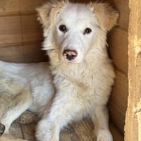 Lou braucht Zeit zum Ankommen, Hündin zur Adoption