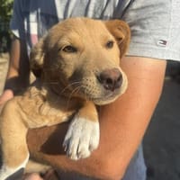 Max - neugierig und verspielt sucht er sein Happy End, Hund zur Adoption