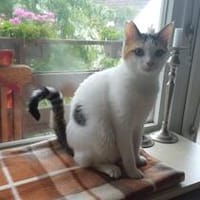 Gina, liebevolle Schmusepfote, ca. 8 Monate, Katze zur Adoption