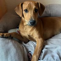 Romy kleines Hundekind sucht ein Zuhause, Hündin zur Adoption