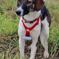 Noe, ein entzückendes Welpenmädchen, Hündin zur Adoption