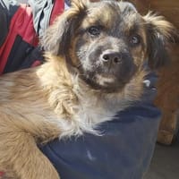 Junghündin Geta sucht ruhiges Zuhause, Hündin zur Adoption