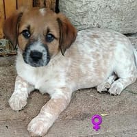 Sally - eine kleine Maus in Entdeckerlaune :), Hündin zur Adoption