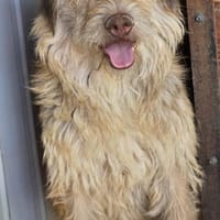 Rubio sucht sein Für-immer-Zuhause (I), Hund zur Adoption