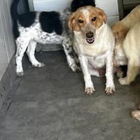 Einfühlsame Menschen für Lillyfee gesucht, Hündin zur Adoption