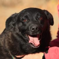 Bobby sucht ein Zuhause!, Hund zur Adoption
