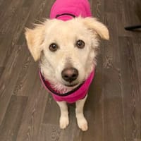 Larry - freundlich - verspielt - kinderlieb, Hund zur Adoption