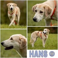 HANS ° sanft und zurückhaltend, Hund zur Adoption