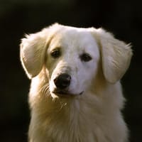 Liu sucht liebe Menschen, Hund zur Adoption