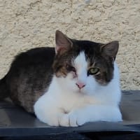 MARLEY, chat à adopter