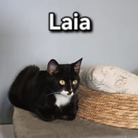 LAIA, chatte à adopter