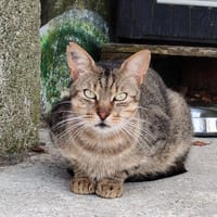 AEGEE dit Rasta, chat à adopter