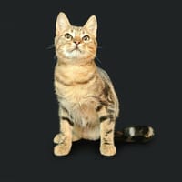 TORNI dit IKEA, chat à adopter