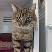 Austen, chat à adopter