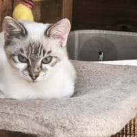 PERLO, chat à adopter