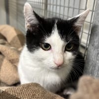 MILKA, chatte à adopter